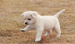 大狗最新爆料图片视频大全,图片视频大全揭秘幕后真相